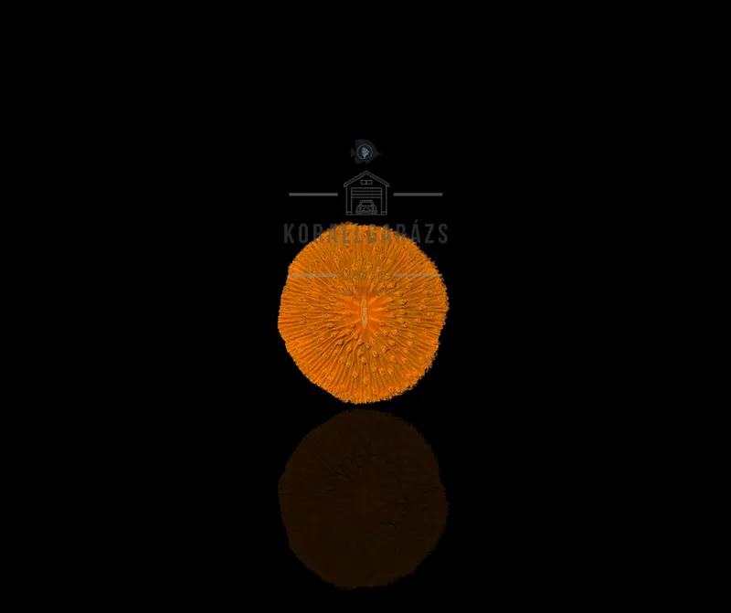 Fungia sp.orange